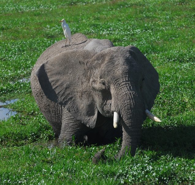 Amboseli