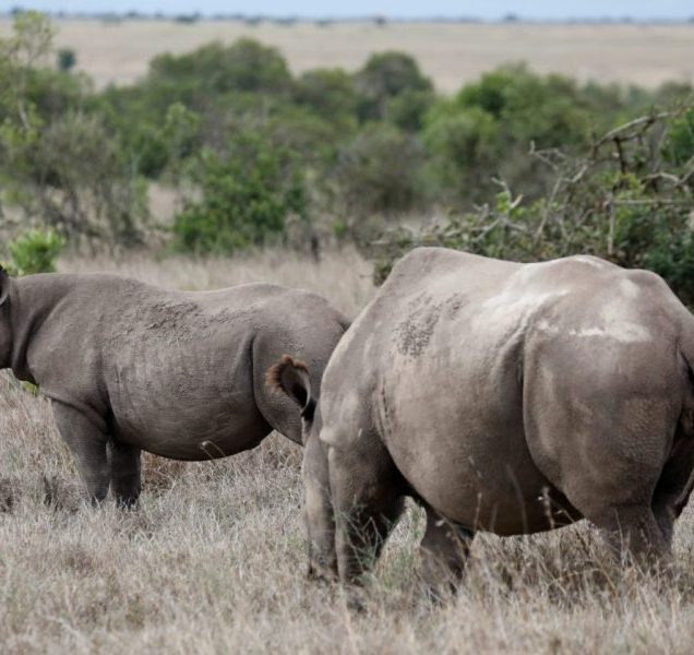 Ol Pejeta