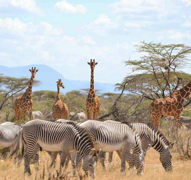 Samburu