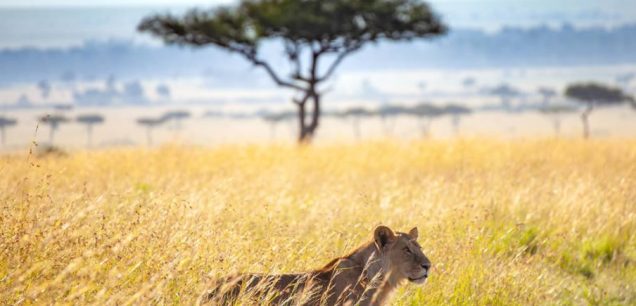 Masai Mara