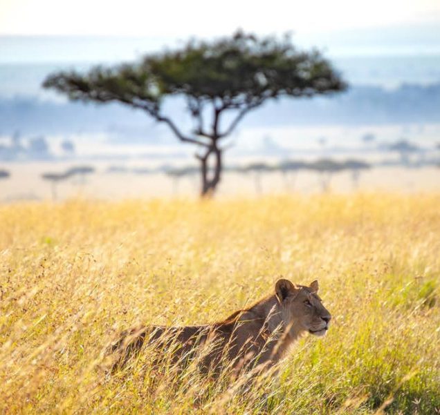 Masai Mara