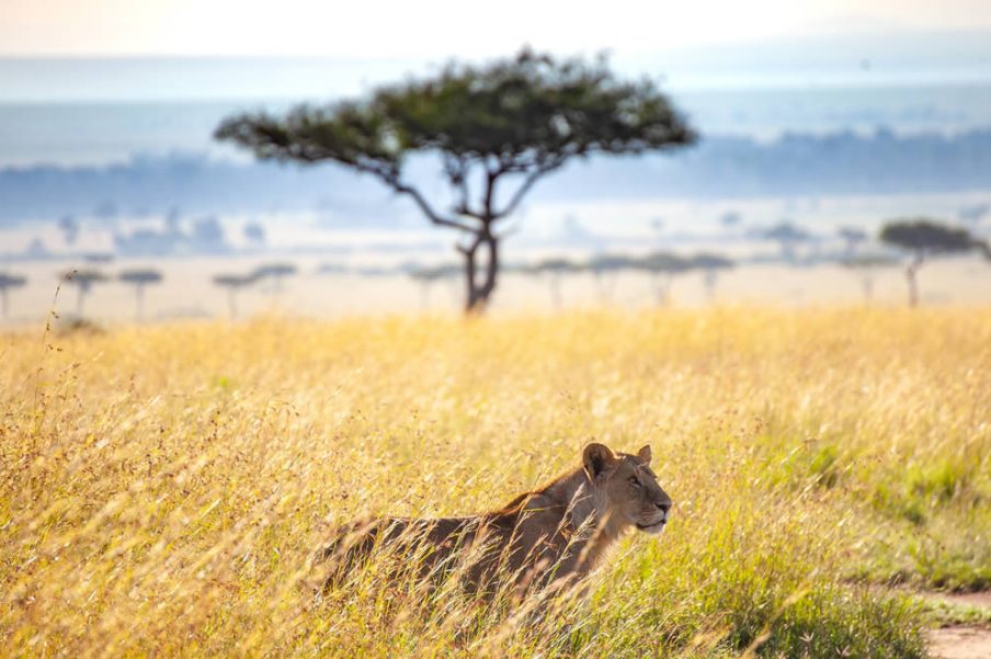 Kenya Safaris