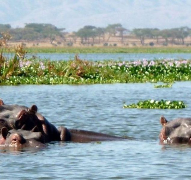 Lake Naivasha