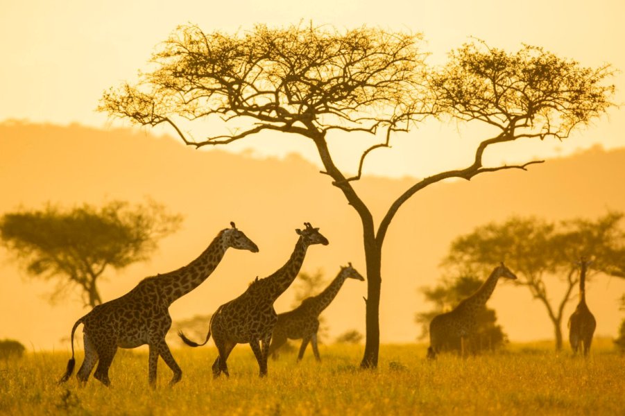 Tanzania Safaris