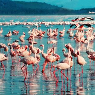 Lake Nakuru