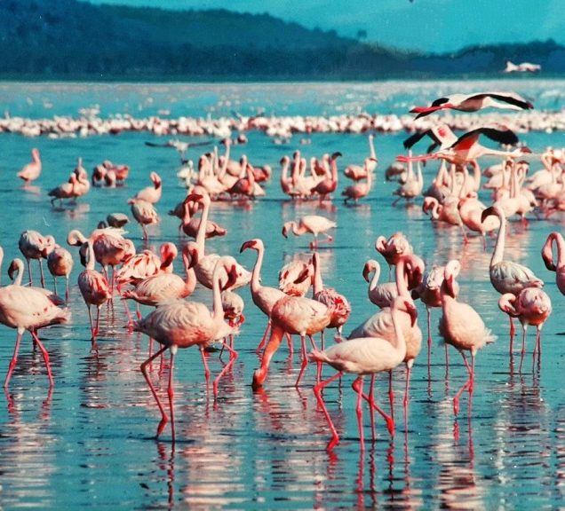 Lake Nakuru